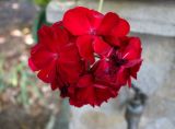 Pelargonium hortorum