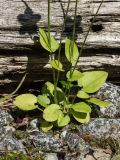 Parnassia palustris