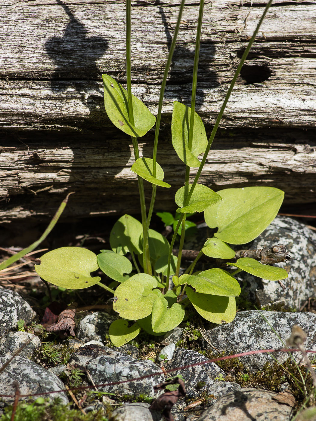 Изображение особи Parnassia palustris.