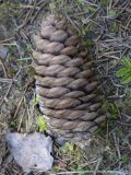 Picea obovata. Опавшая шишка. Пермский край, г. Пермь, Дзержинский р-н, м-н Акуловский, смешанный лес. 13.05.2023.