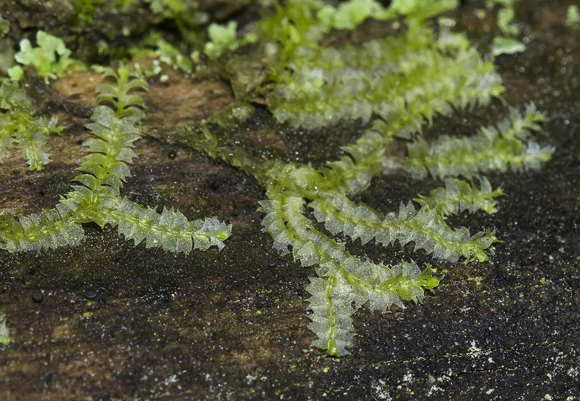 Image of Chiloscyphus profundus specimen.