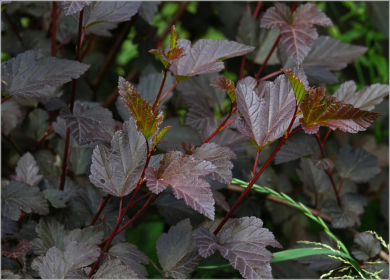 Image of Physocarpus opulifolius specimen.