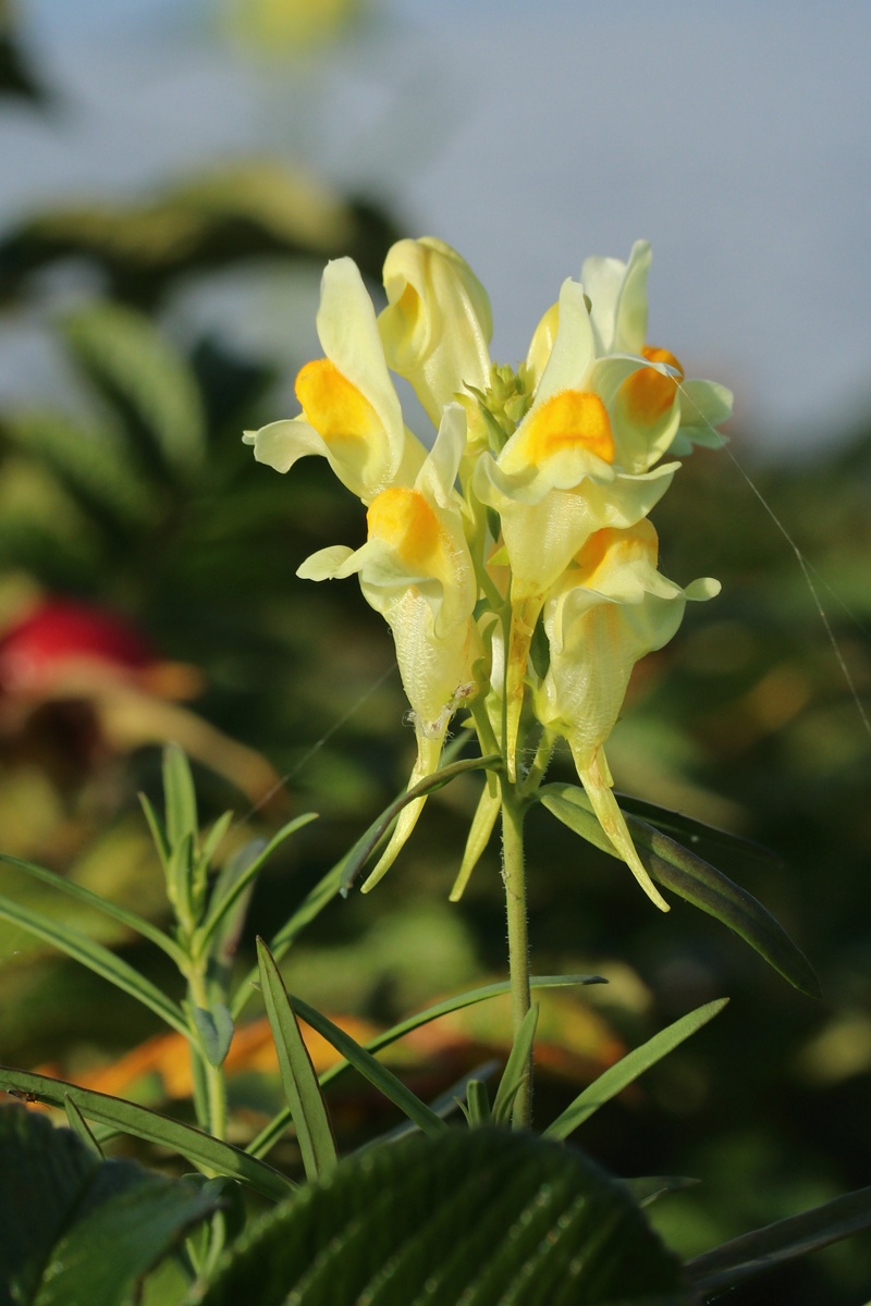 Image of Linaria vulgaris specimen.