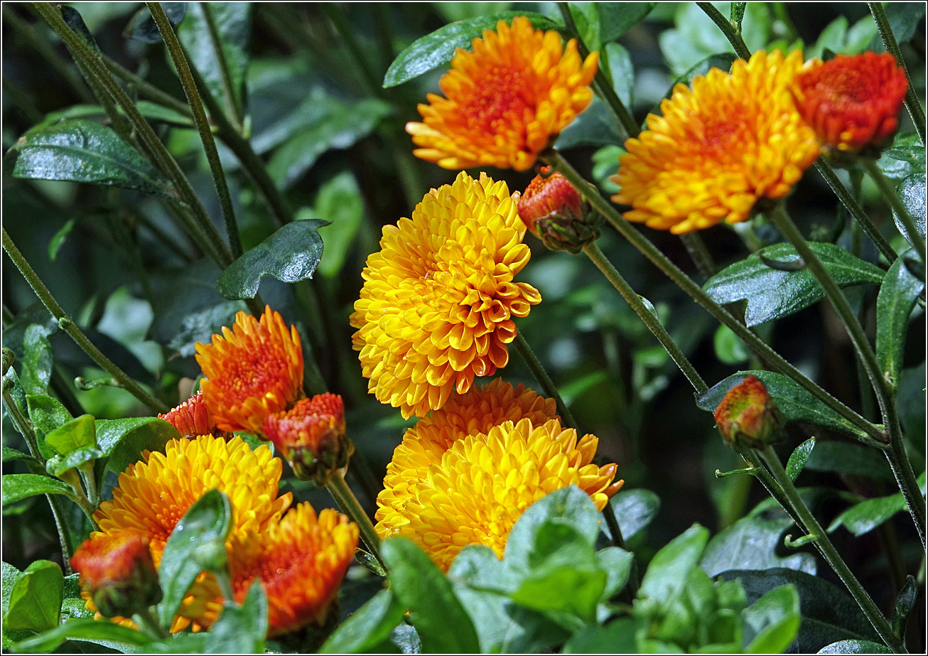 Image of Chrysanthemum indicum specimen.