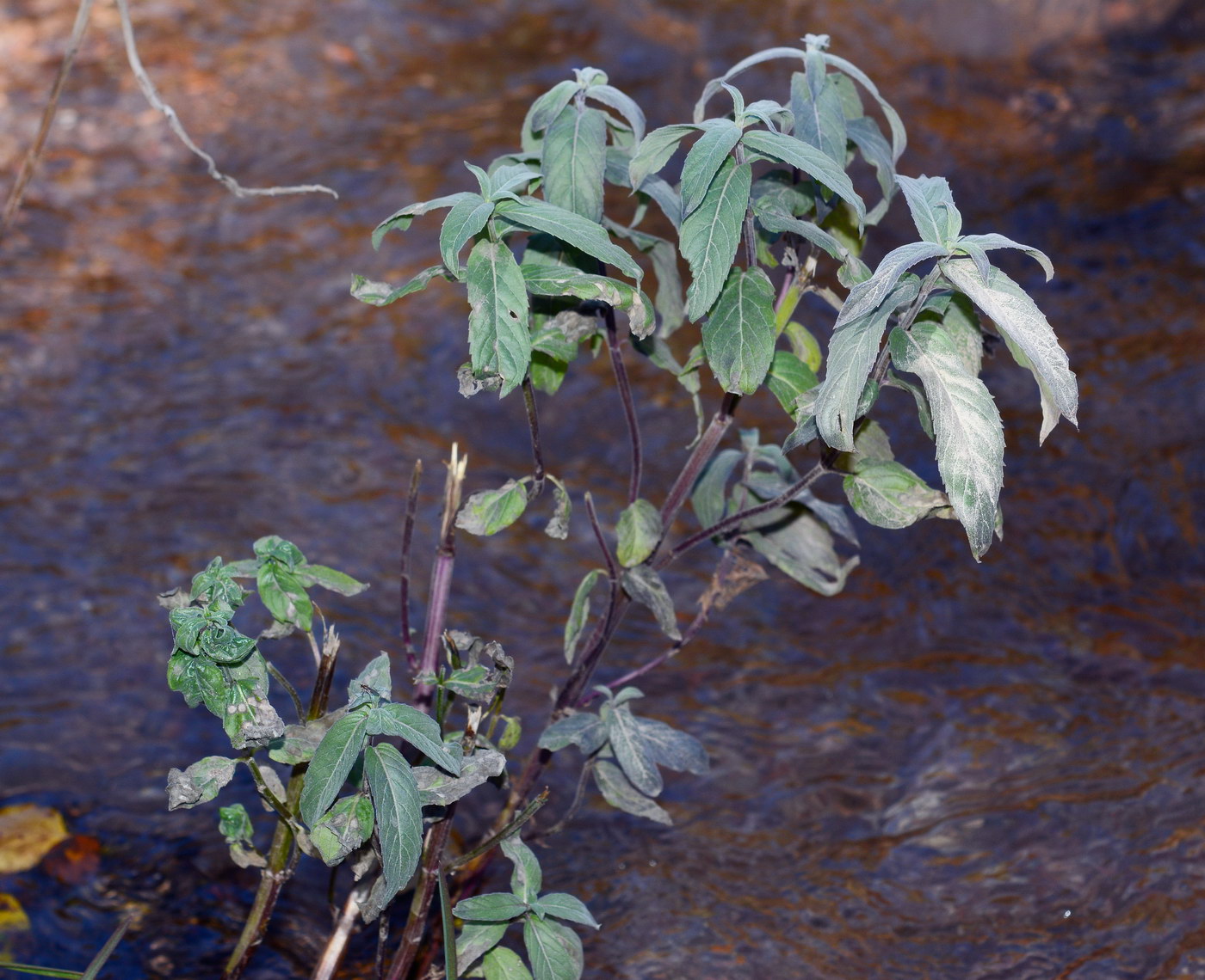 Image of Mentha asiatica specimen.