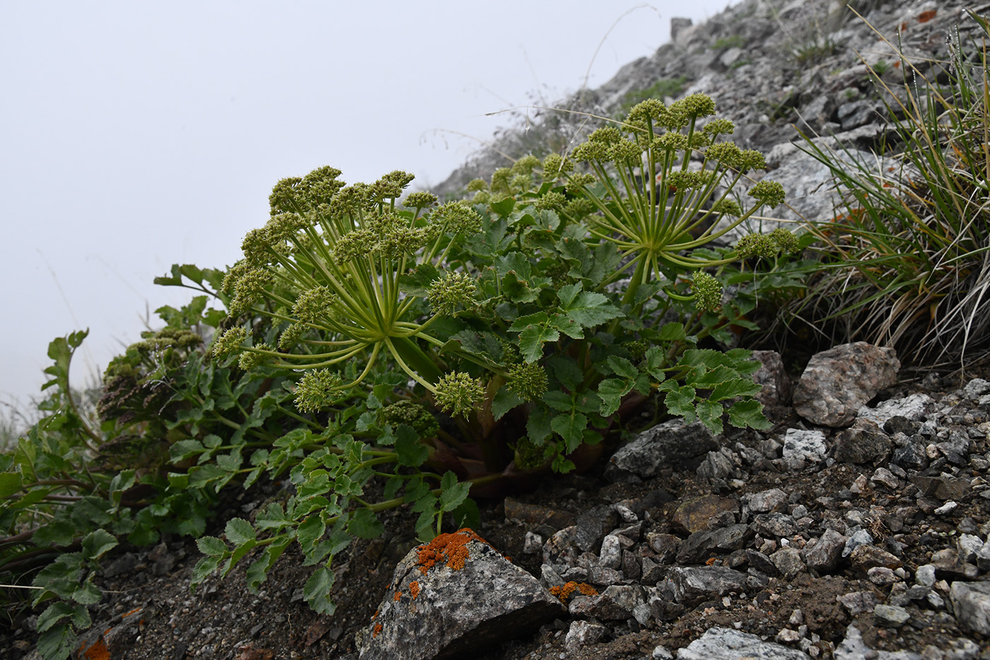 Изображение особи Archangelica brevicaulis.