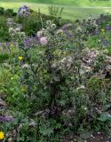 Cirsium echinus. Цветущее растение. Ингушетия, Джейрахский р-н, перевал Цей-Лоам, ≈ 2200 м н.у.м., луговой склон. 24.07.2022.