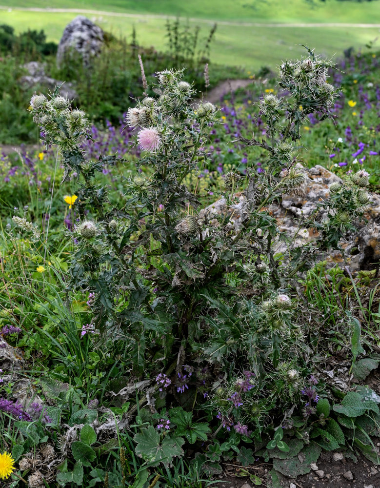 Изображение особи Cirsium echinus.