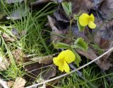 Viola uniflora