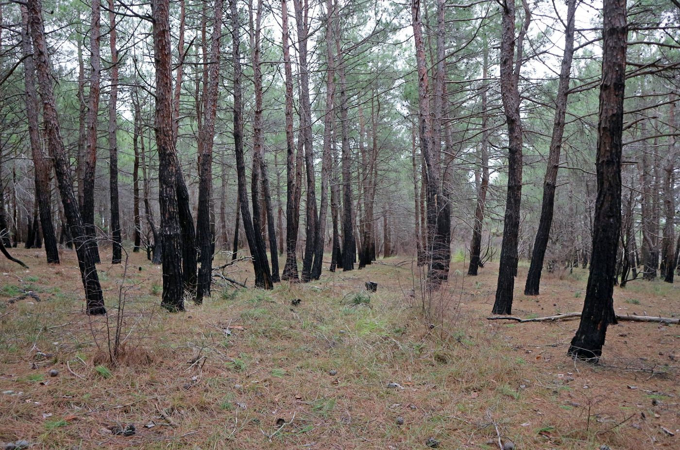 Image of Pinus pityusa specimen.