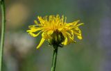 Crepis sibirica