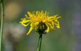 Crepis sibirica