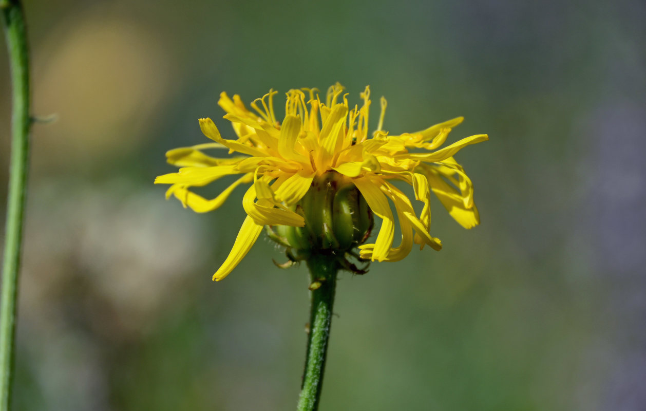 Image of Crepis sibirica specimen.