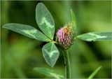 Trifolium pratense