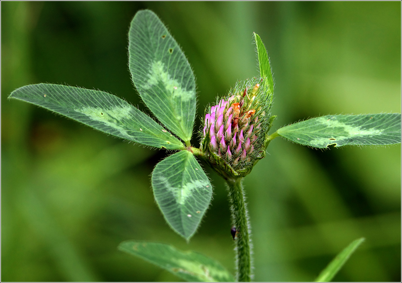 Изображение особи Trifolium pratense.