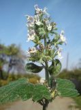 Nepeta cataria