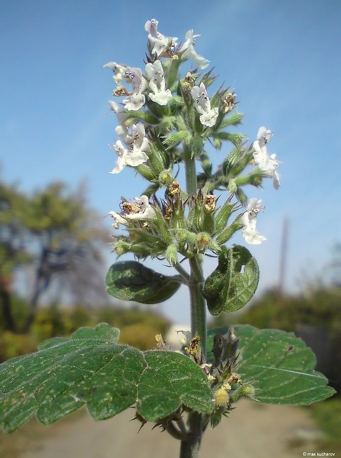 Image of Nepeta cataria specimen.