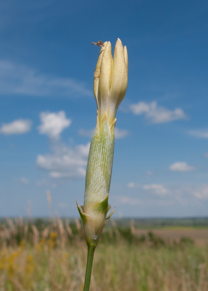 Image of Dianthus lanceolatus specimen.