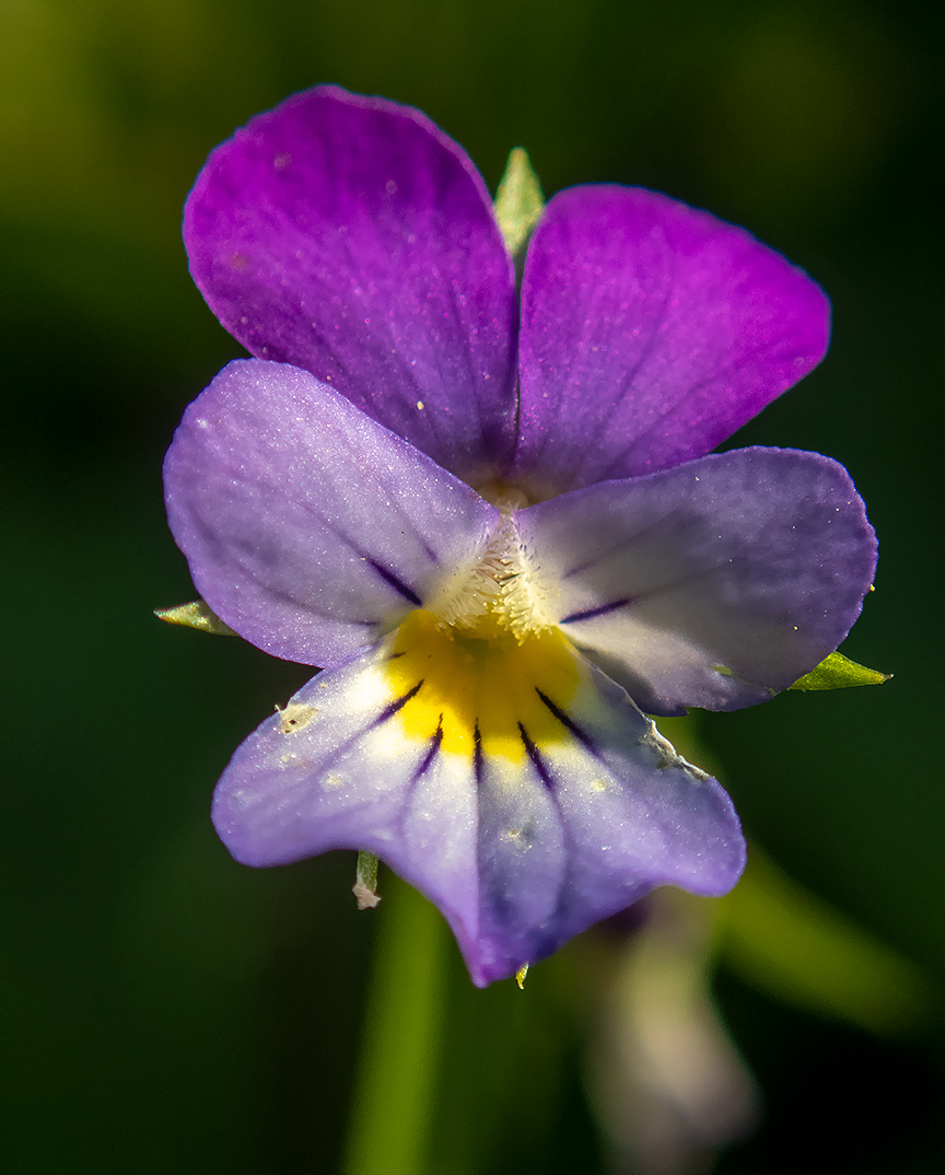 Изображение особи Viola tricolor.