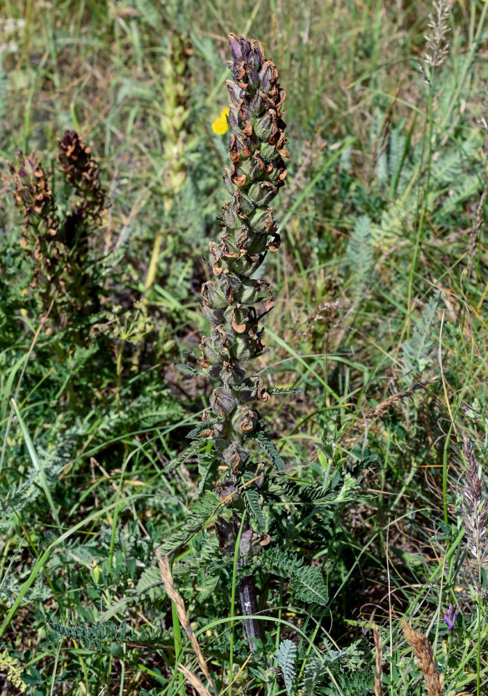 Изображение особи Pedicularis sibthorpii.