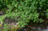 Geranium robertianum