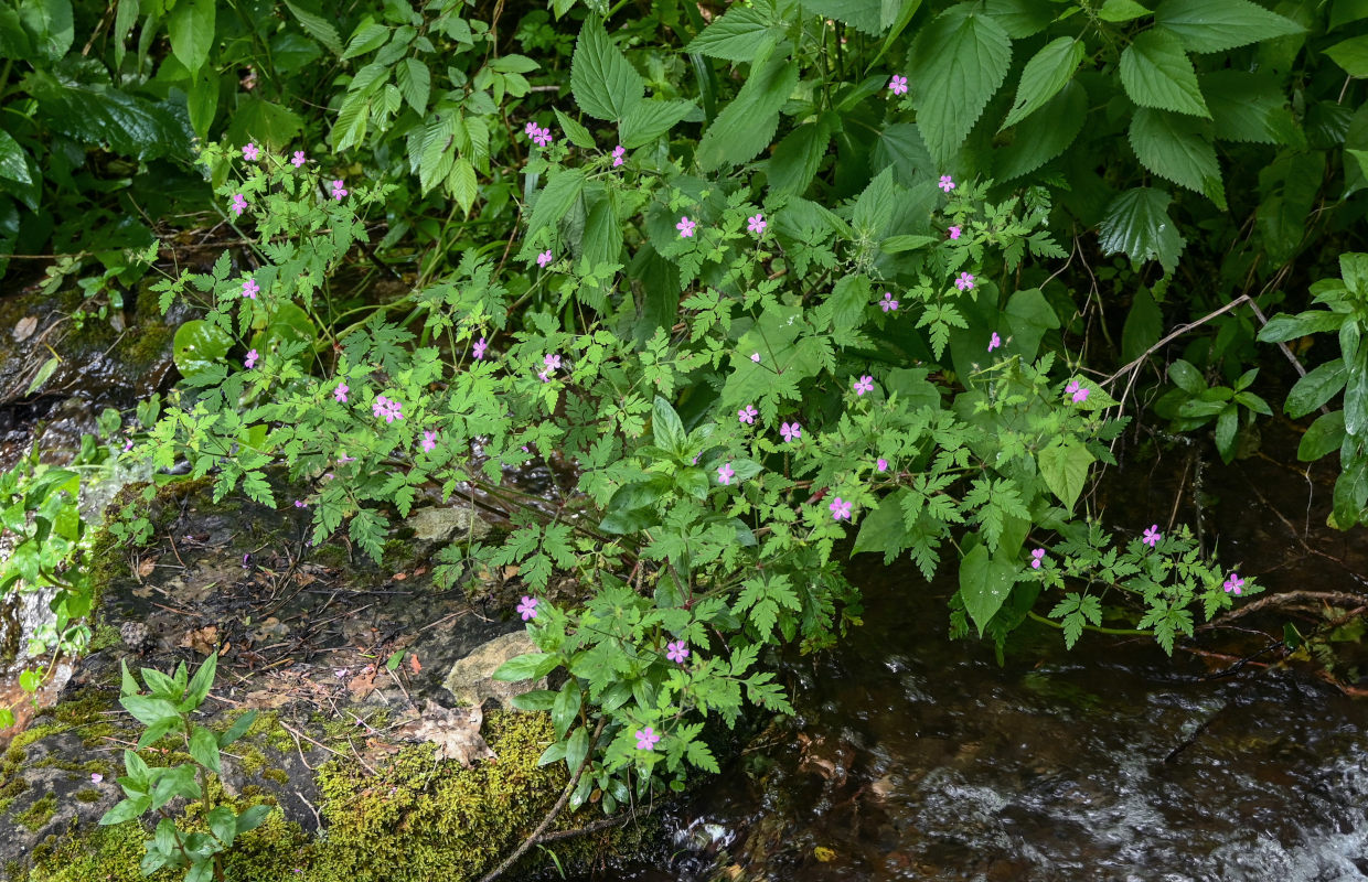 Изображение особи Geranium robertianum.