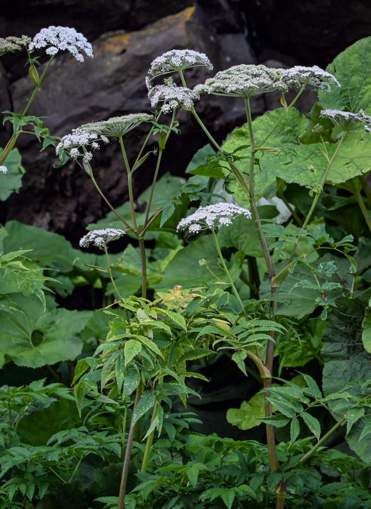 Image of Angelica genuflexa specimen.