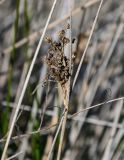 Juncus arabicus. Прошлогоднее сухое соплодие. Марокко, обл. Рабат - Сале - Кенитра, окр. г. Сук-эль-Арбаа, берег реки. 06.01.2023.