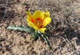 Tulipa alberti