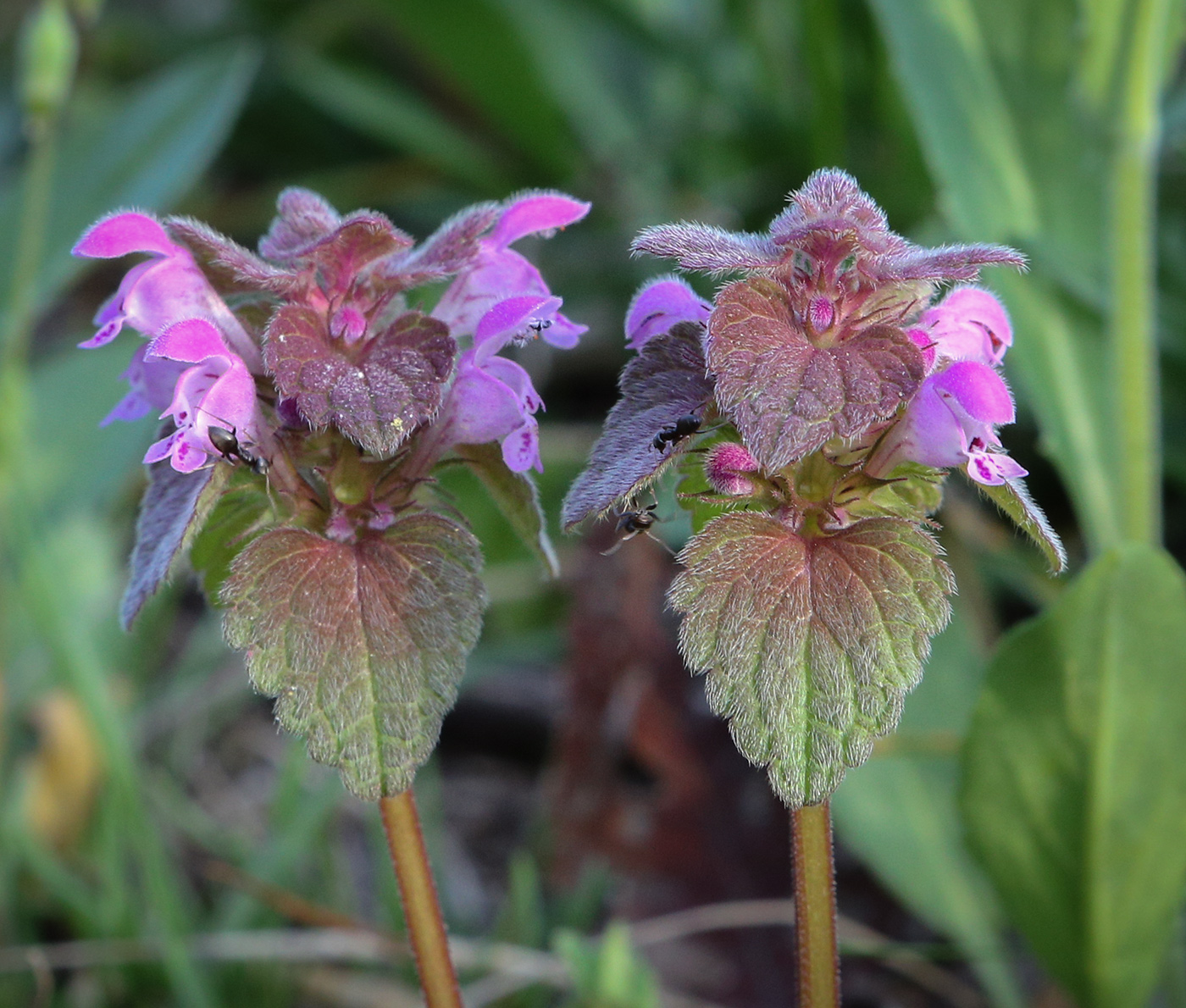 Изображение особи Lamium purpureum.