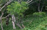 Sorbus commixta. Взрослое дерево. Курильские о-ва, о-в Итуруп, долина р. Водопадная, опушка лиственного леса, заросли Sasa. 17.08.2023.