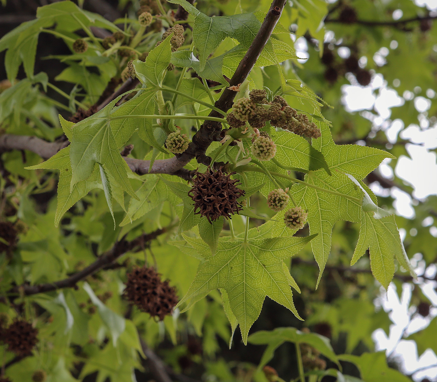 Image of Liquidambar styraciflua specimen.