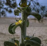 Verbascum gnaphalodes. Часть побега с пазушными цветками. Абхазия, Гудаутский р-н, окр. с. Лдза, галечно-песчаный склон. 15.04.2024.