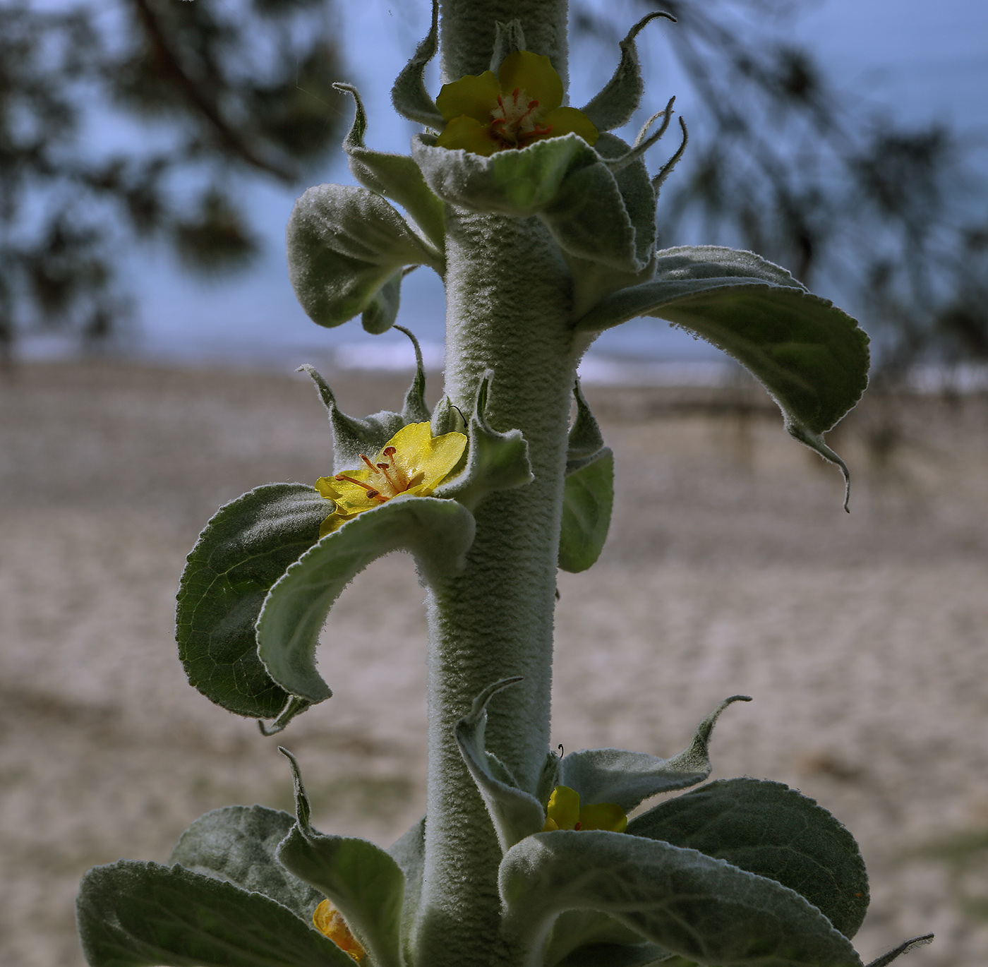Image of Verbascum gnaphalodes specimen.