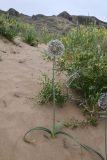 Allium subscabrum
