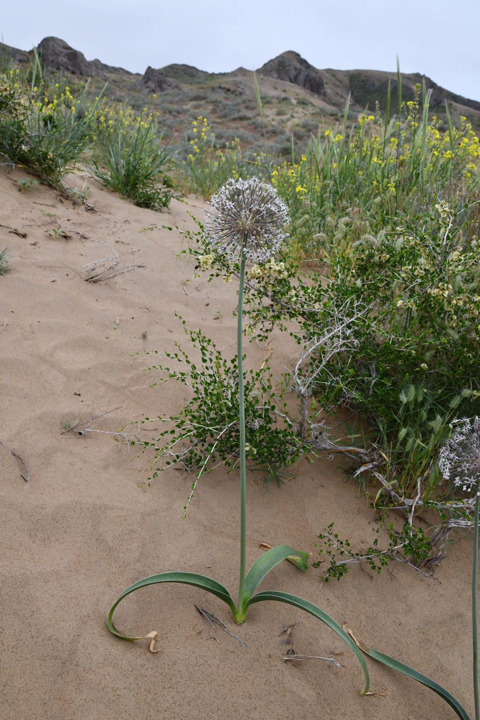 Image of Allium subscabrum specimen.