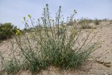 genus Syrenia