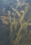 Myriophyllum sibiricum