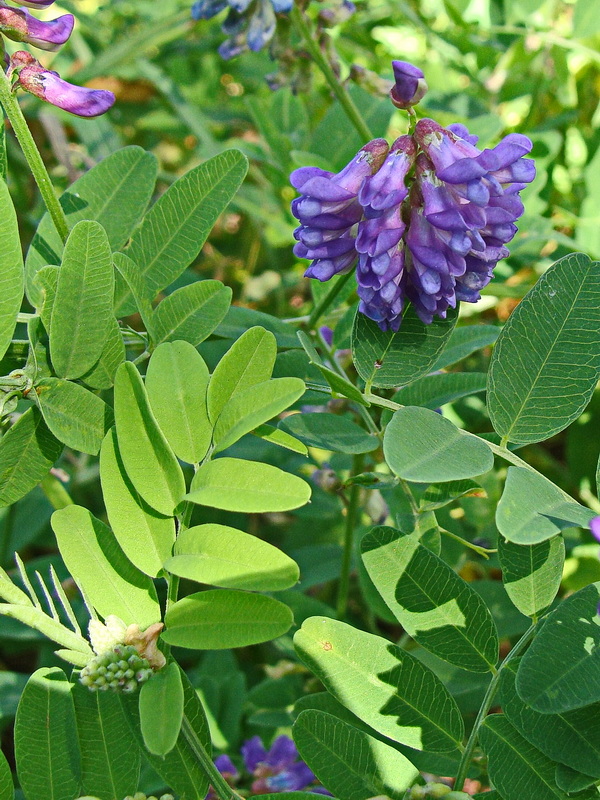 Image of Vicia amurensis specimen.