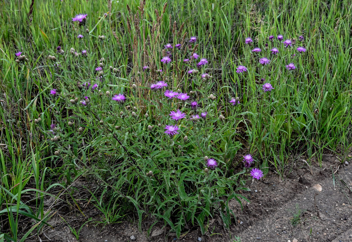 Изображение особи Centaurea jacea.