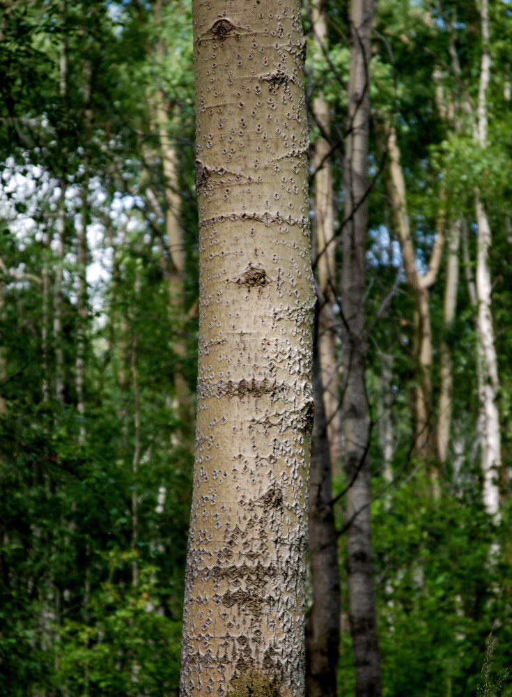 Image of Populus tremula specimen.