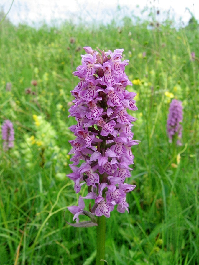 Изображение особи Dactylorhiza baltica.