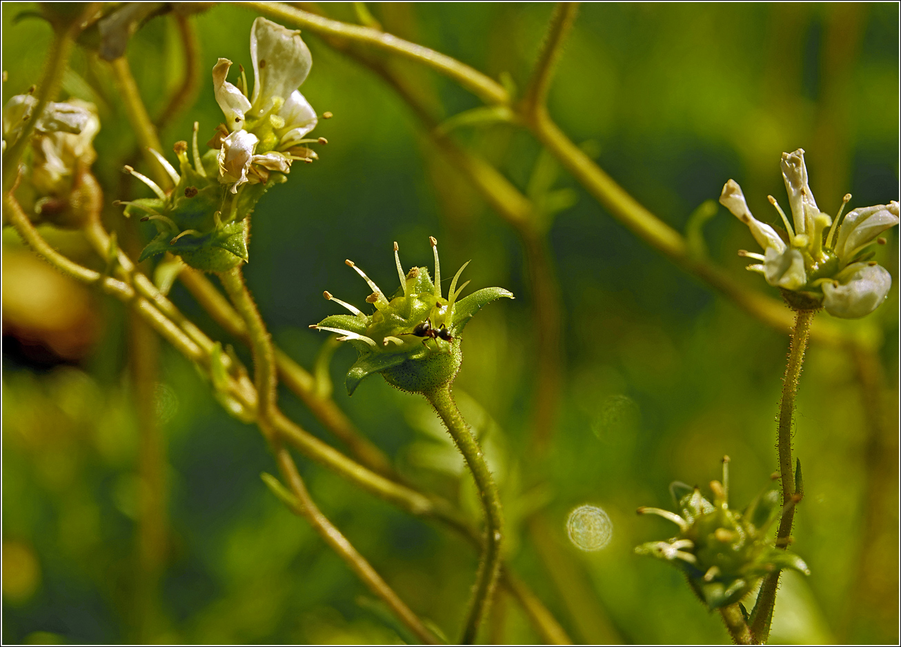 Изображение особи Saxifraga &times; arendsii.