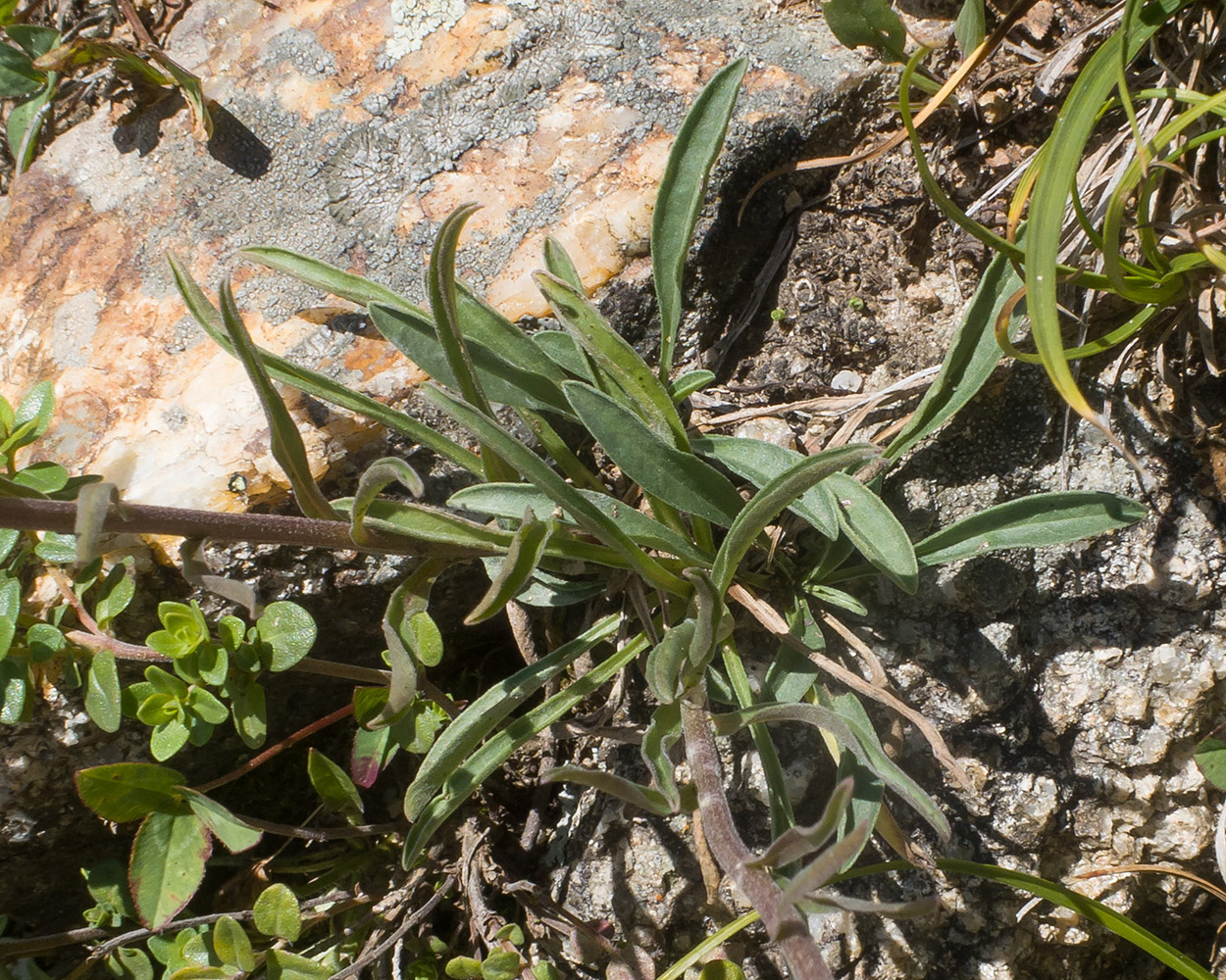 Image of Aster alpinus specimen.