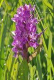 Dactylorhiza euxina