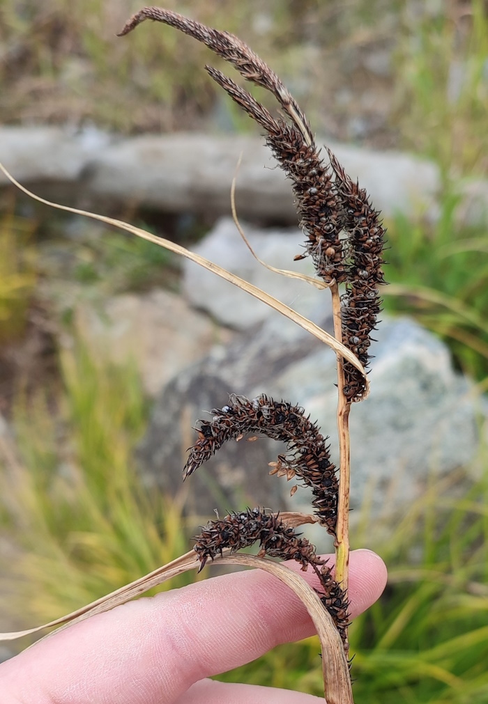 Image of Carex acuta specimen.