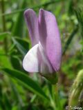 Vicia bithynica