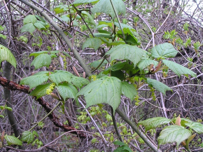 Image of Acer tegmentosum specimen.