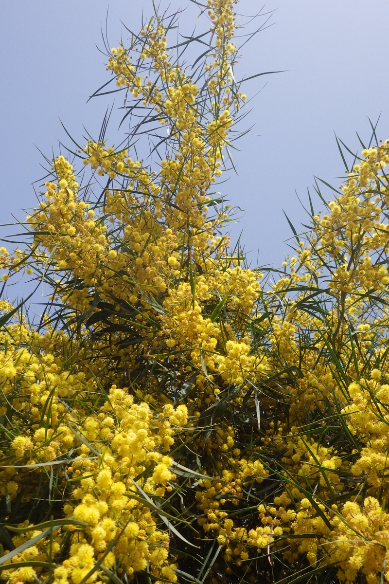 Изображение особи Acacia retinodes.
