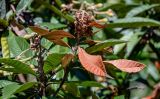 Eriobotrya japonica. Верхушка ветви с отцветшим соцветием. Краснодарский край, Сочи, Адлерский р-н, парк \"Южные культуры\", в культуре. 09.03.2025.